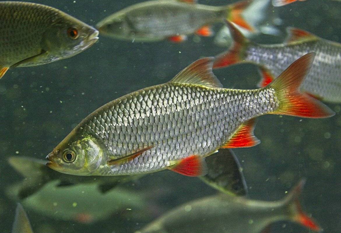 Красноперка рыба. образ жизни и среда обитания красноперки | животный мир