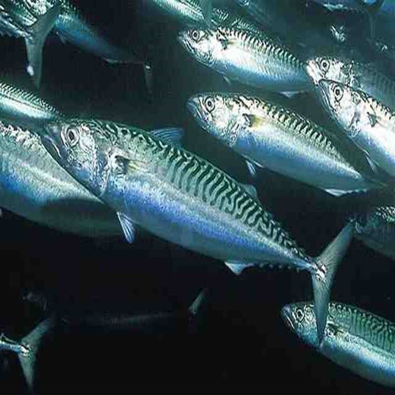 Рыбы голубая макрель и скумбрия: чем отличаются по вкусу, в кулинарии? как называется рыба, похожая на скумбрию, но крупнее и менее жирная: название