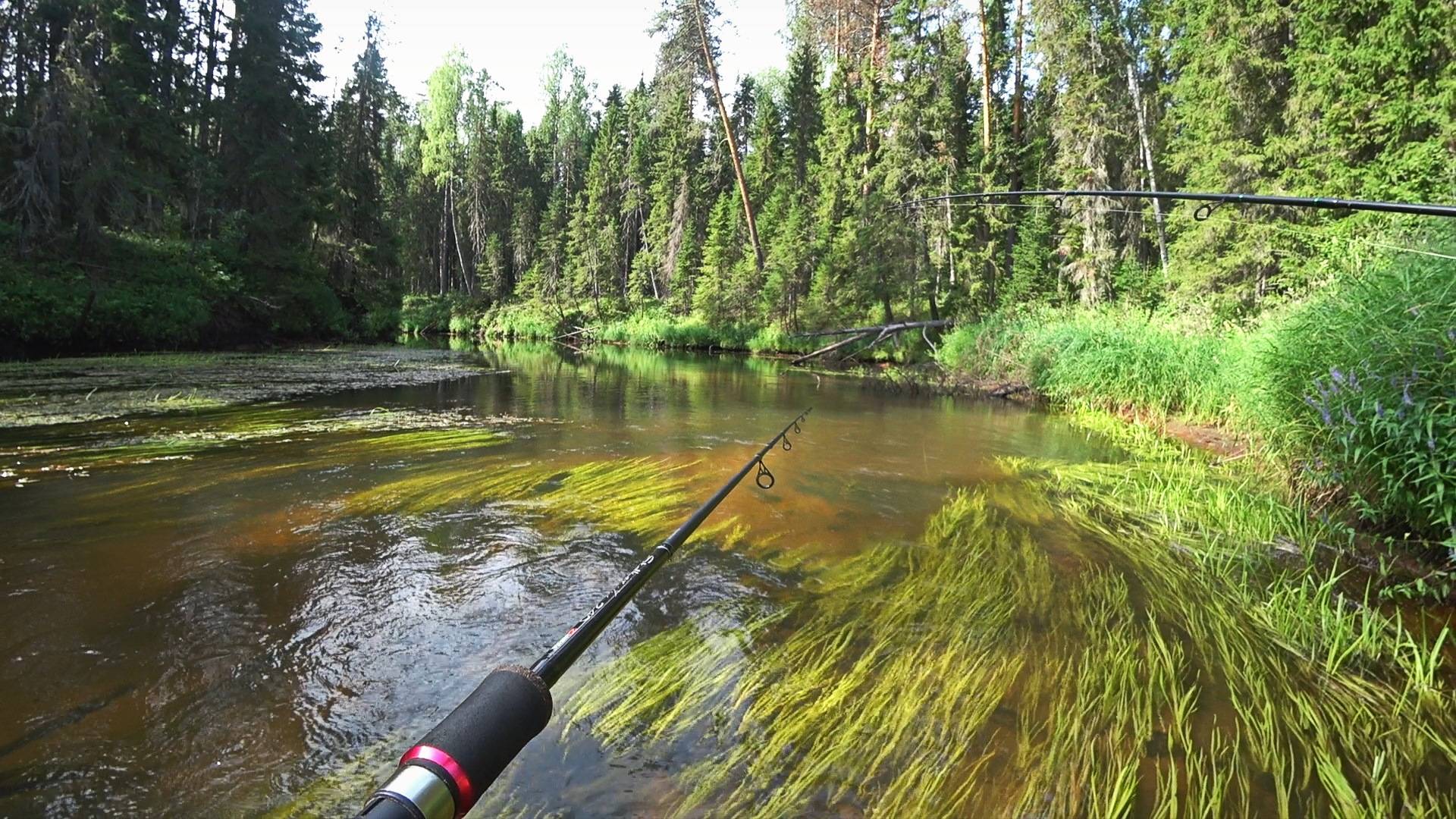 ᐉ лесное озеро - место для рыбака - ✅ ribalka-snasti.ru