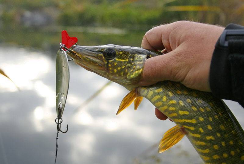 Рыбалка на спиннинг | спиннинг клаб - советы для начинающих рыбаков
ловля щуки осенью на спиннинг - секреты удачной рыбалки