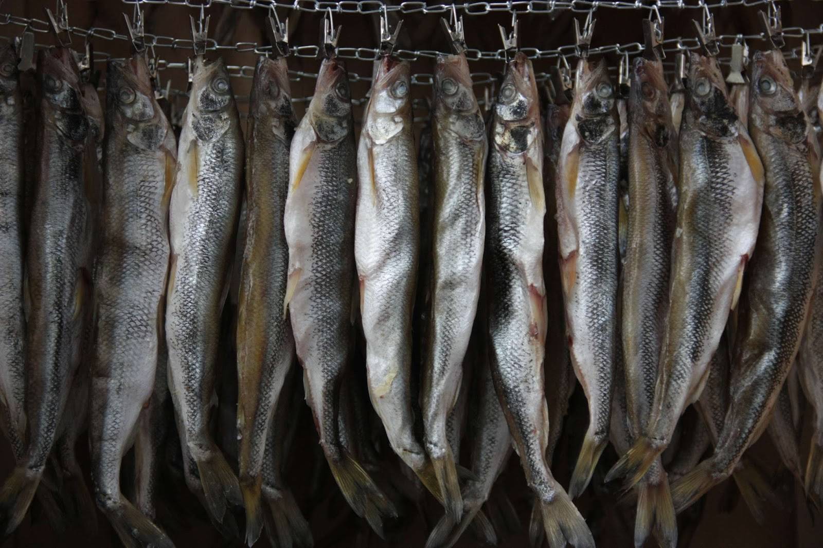 Как хранить сушеную рыбу — 5 способов