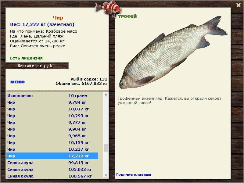 Щекур рыба фото описание