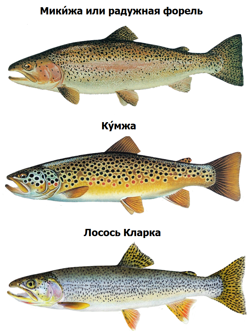 Форель — рыба речная и морская. где водится форель в россии