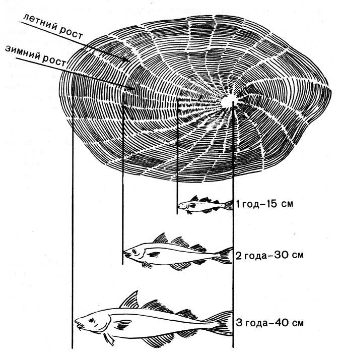 Как определить возраст рыбы: по чешуе и по костям