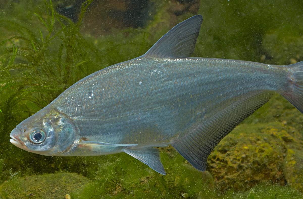 Рыба с белыми глазами — сопа притягивает своей внешностью