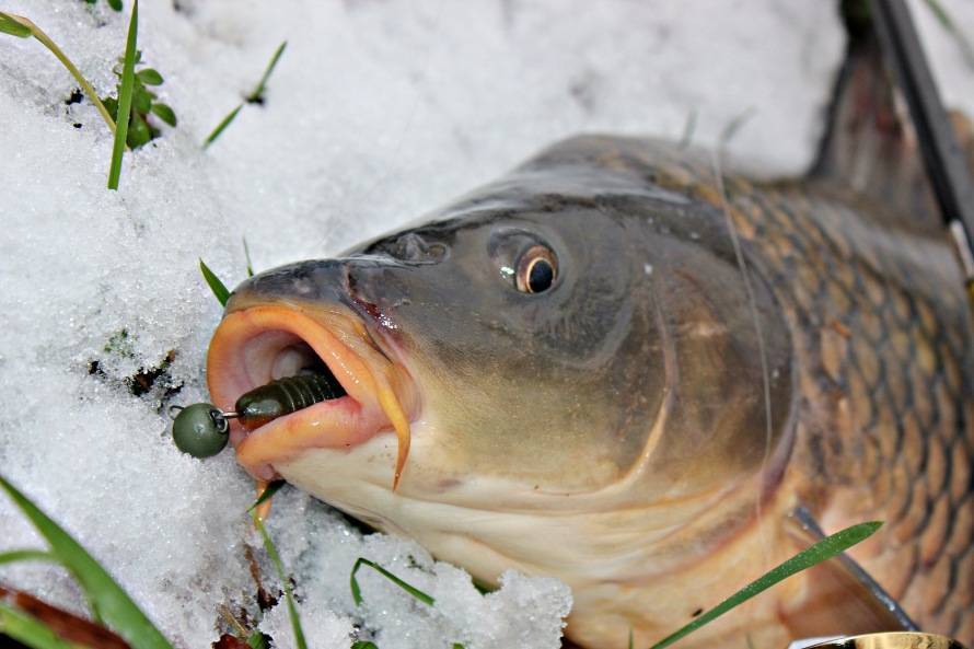 Ловля карася зимой со льда: тактика, снасти, приманки - рыбачок!