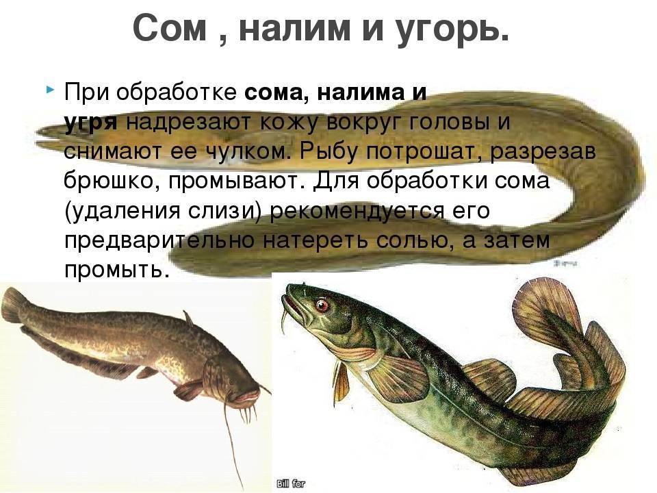 Рыба нельма — ценный вид хищной рыбы, обитающей в ледяных водах