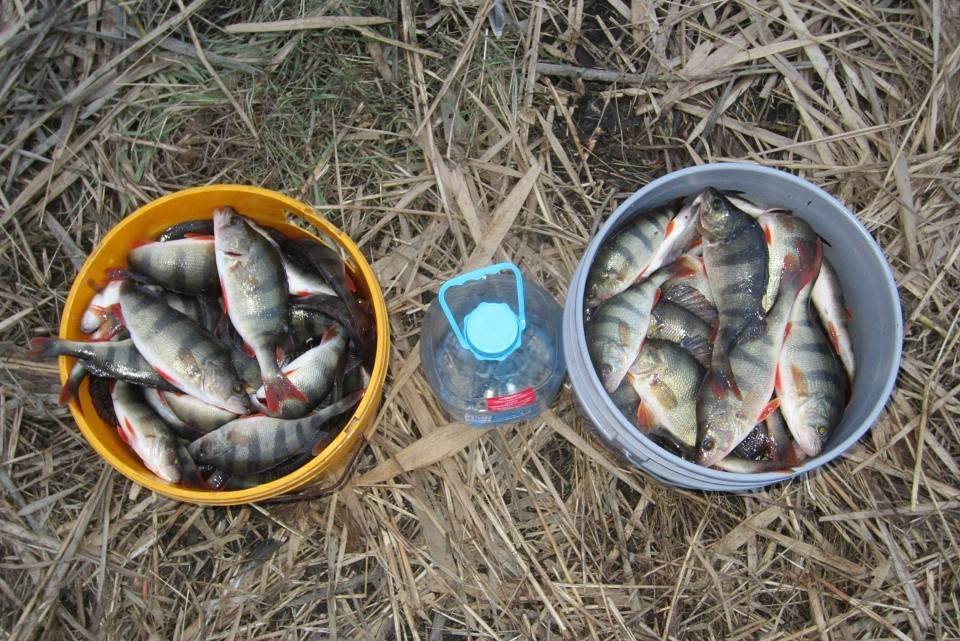 Рыбалка в ростовской области и в ростове-на-дону - fishingwiki