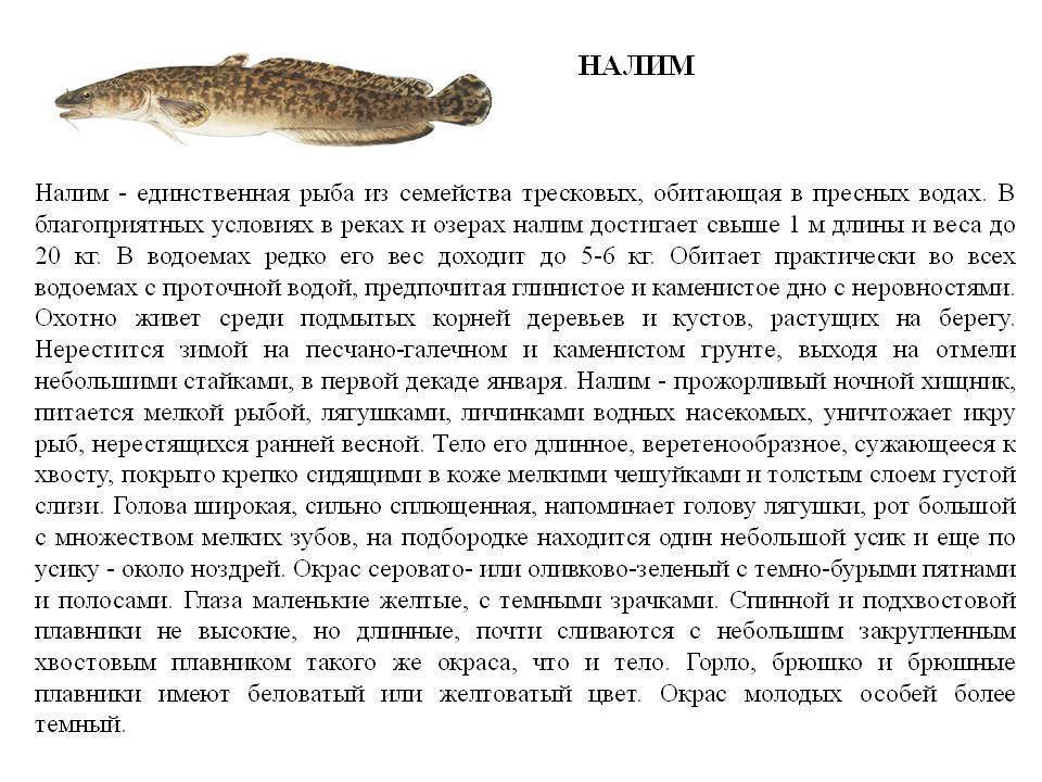 Налим рыба: описание вида с фото, применение, калорийность
