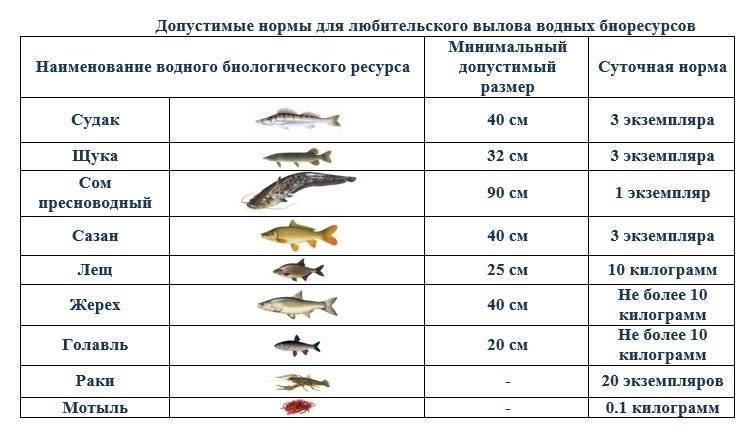 Таблица размеров разрешающих рыб. Разрешённый размер вылавливаемой рыбы. Размер окуня разрешенного к вылову. Размер судака разрешенный к вылову. Размер рыбы разрешенной к вылову.