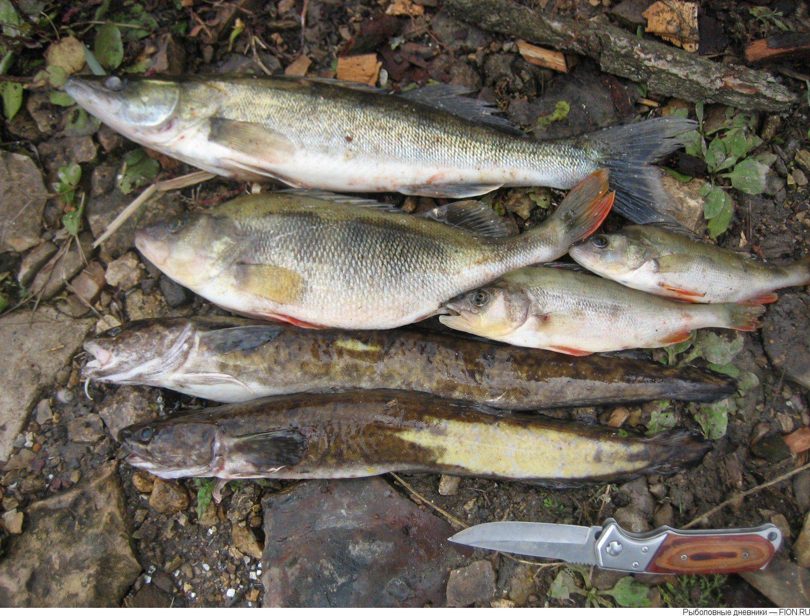 Статья константина шорина «о рыбалке на р. угра»