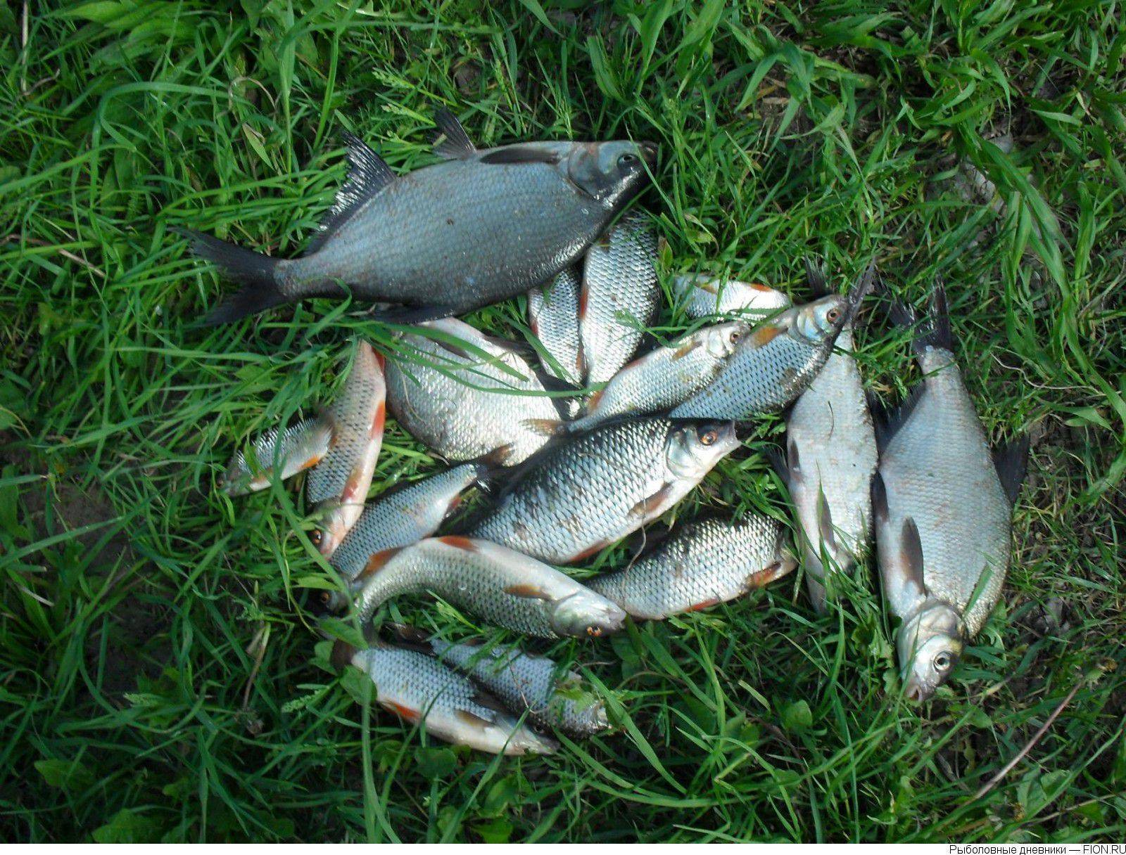 ✅ рх сенеж — платная рыбалка в солнечногорском районе подмосковья - рыбзон.рф