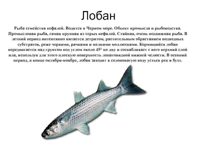 Кефаль черноморская: виды, фото, на что ловить