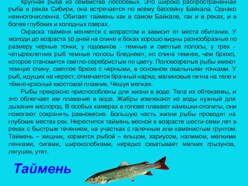 Таймень рыба: какого размера самый большой таймень