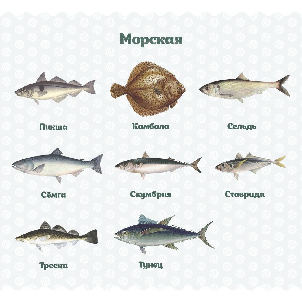 Виды белой рыбы: какие виды к ним относятся и как называются, чем полезны