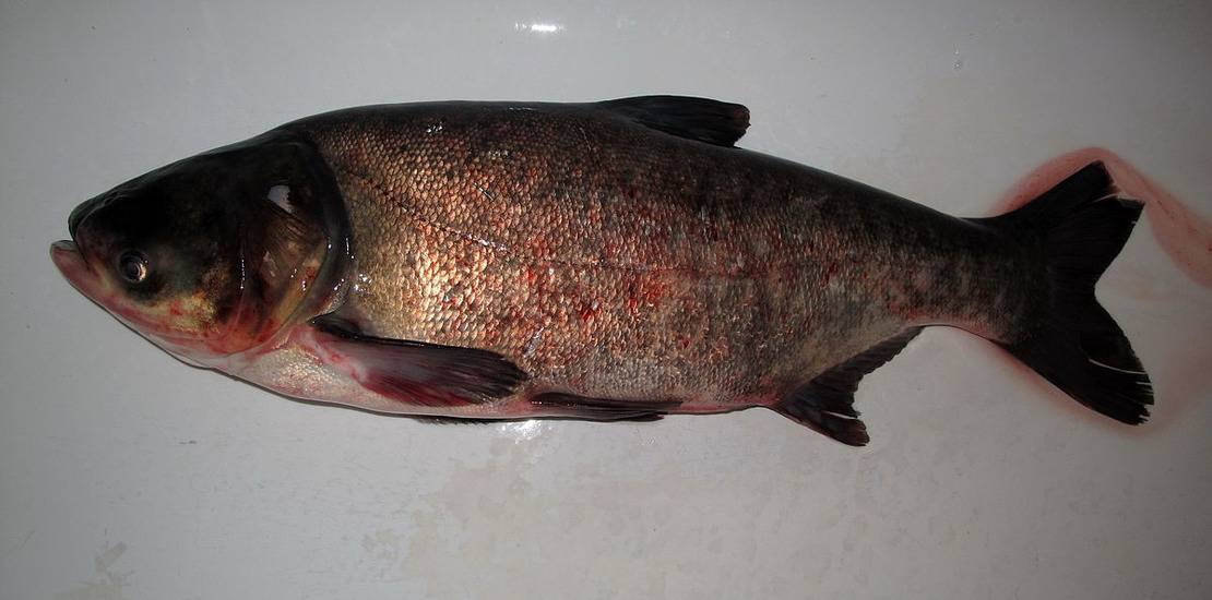 Рыба толстолобик: как выглядит, костлявый или нет