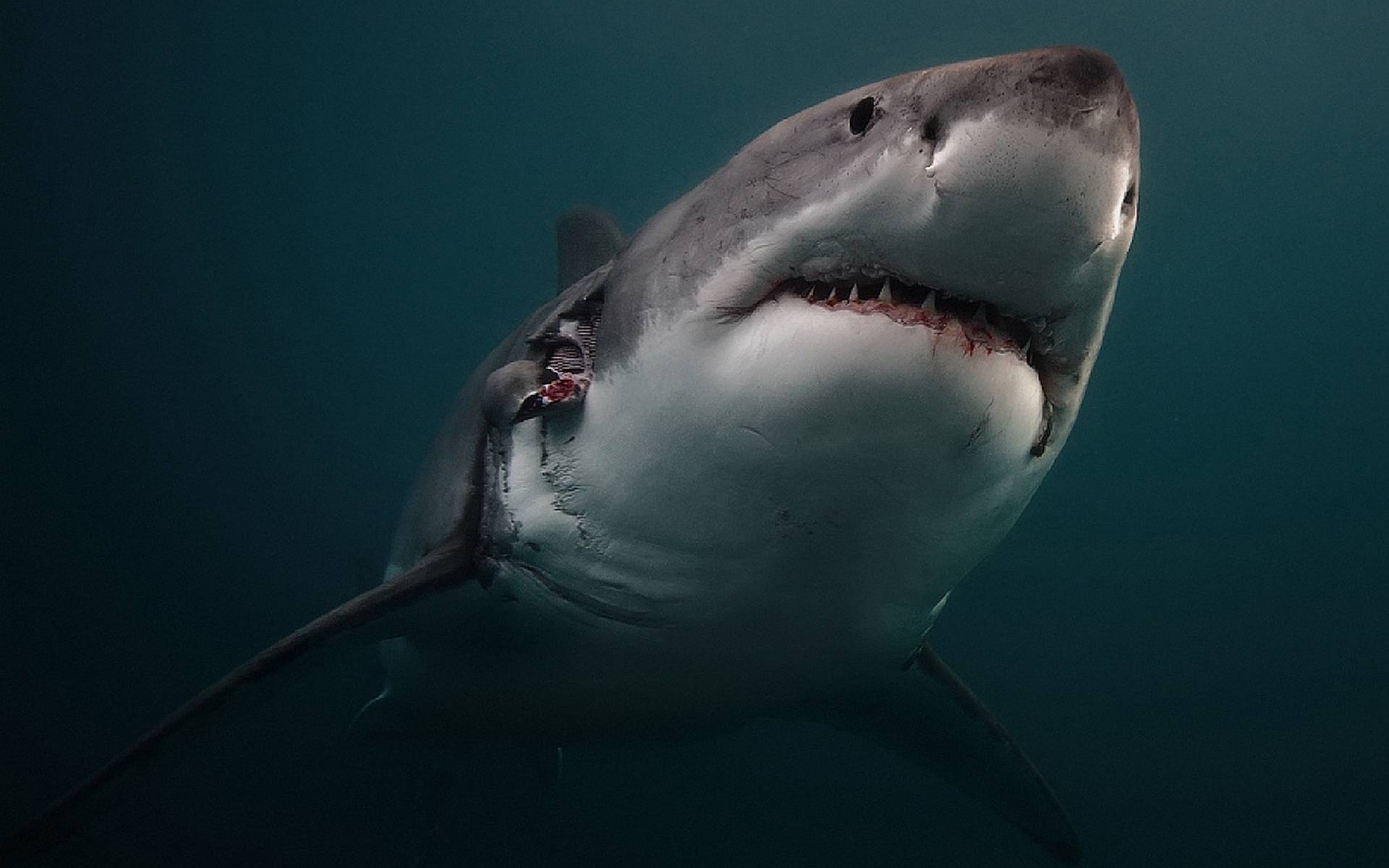 Шелковая акула | wild for life