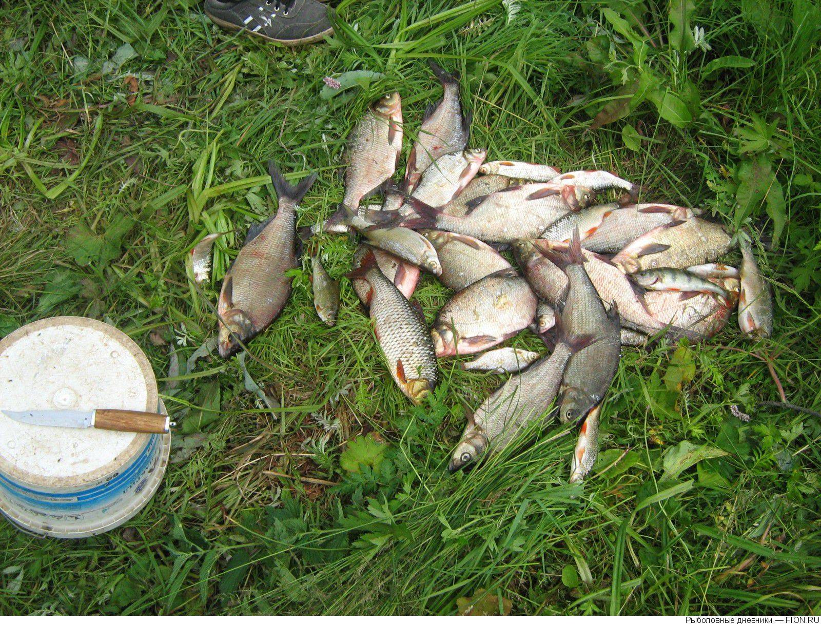 Платная рыбалка в ярославской области: рыболовные базы, туры и водоемы ярославской области