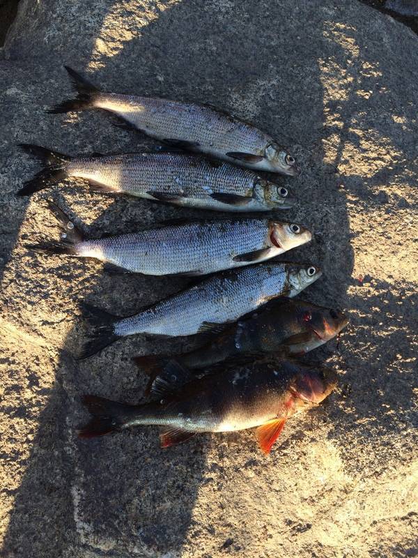 Места для рыбалки в мурманской области – платная и бесплатная рыбалка!