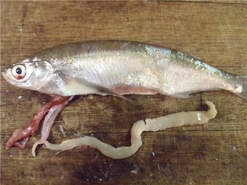 Ленточный червь в рыбе (солитер): можно ли есть, чем опасен