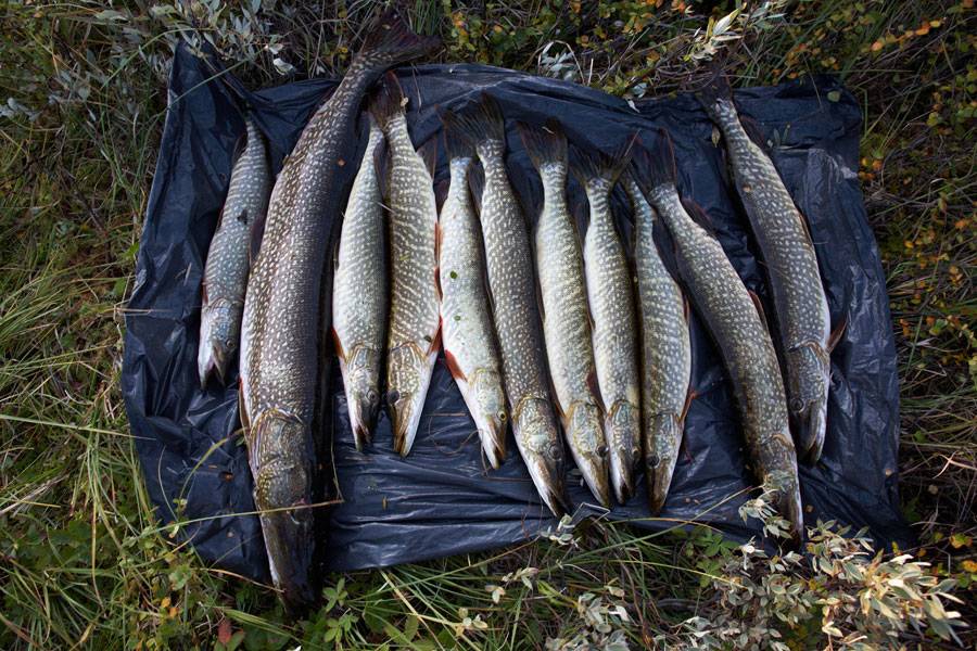 Рыбалка на кольском/лососевые проходные рыбы кольского п-ва: лосось семга, морская кумжа, ручьевая форель, хариус, арктический голец, палия фото