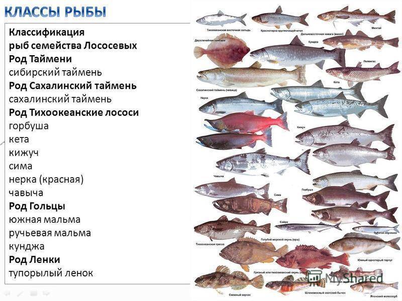 Нежирные сорта рыбы: список с названиями морских и речных видов для диеты, а также таблица калорийности