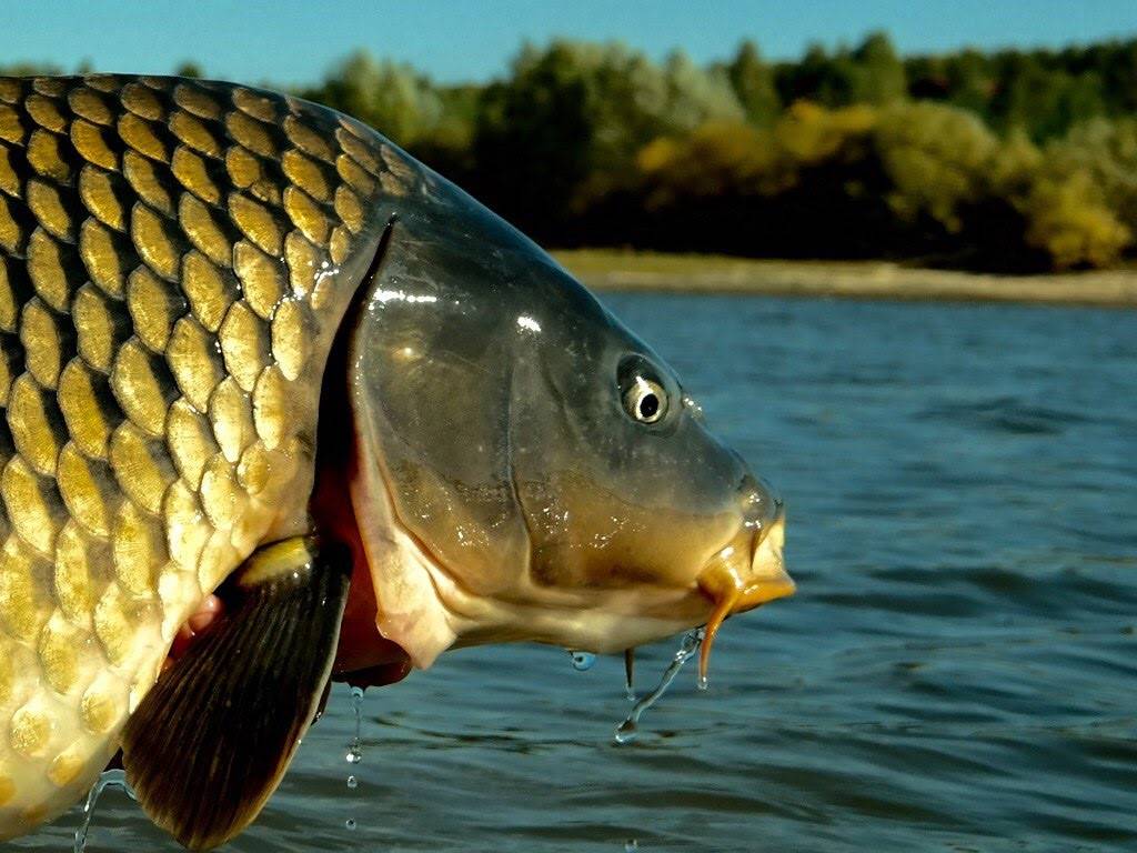 Рыба в сербии