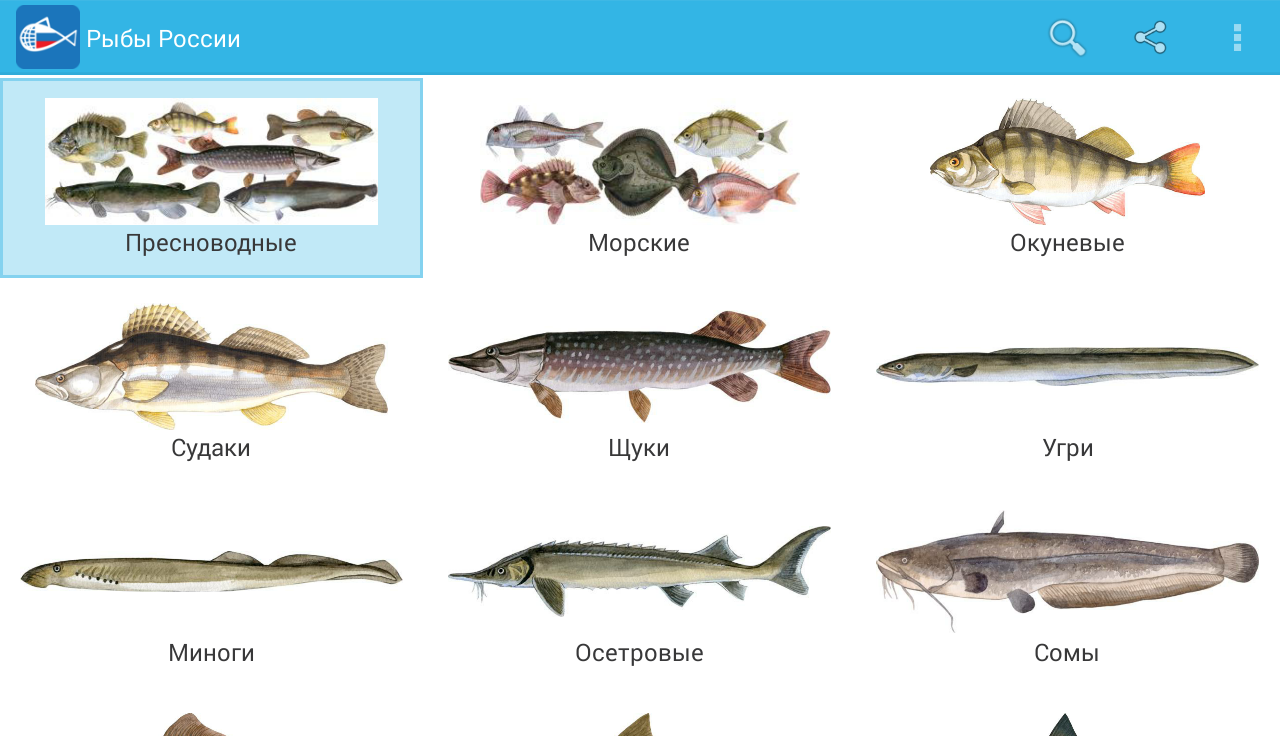 Хищные аквариумные рыбки (27 фото): описание рыб-хищников для аквариума. как их растить и чем кормить?