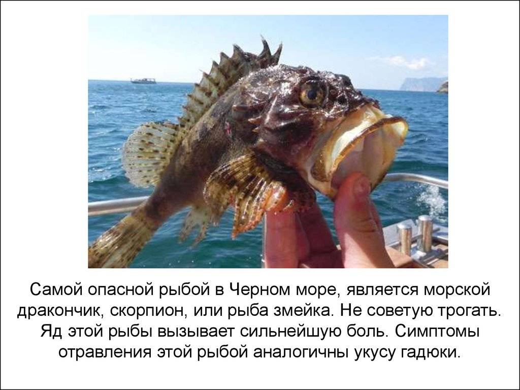 Самые ядовитые рыбы в мире