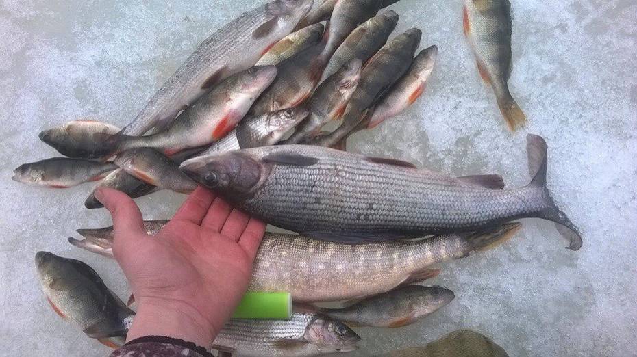 Платная рыбалка в кировской области: зимняя рыбалка и рыболовные туры на малых реках кировской области