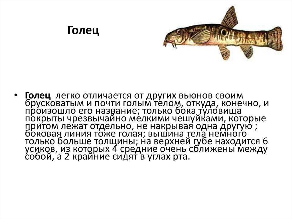Рыба голец — фото, польза и вред, где водится, описание и разновидности