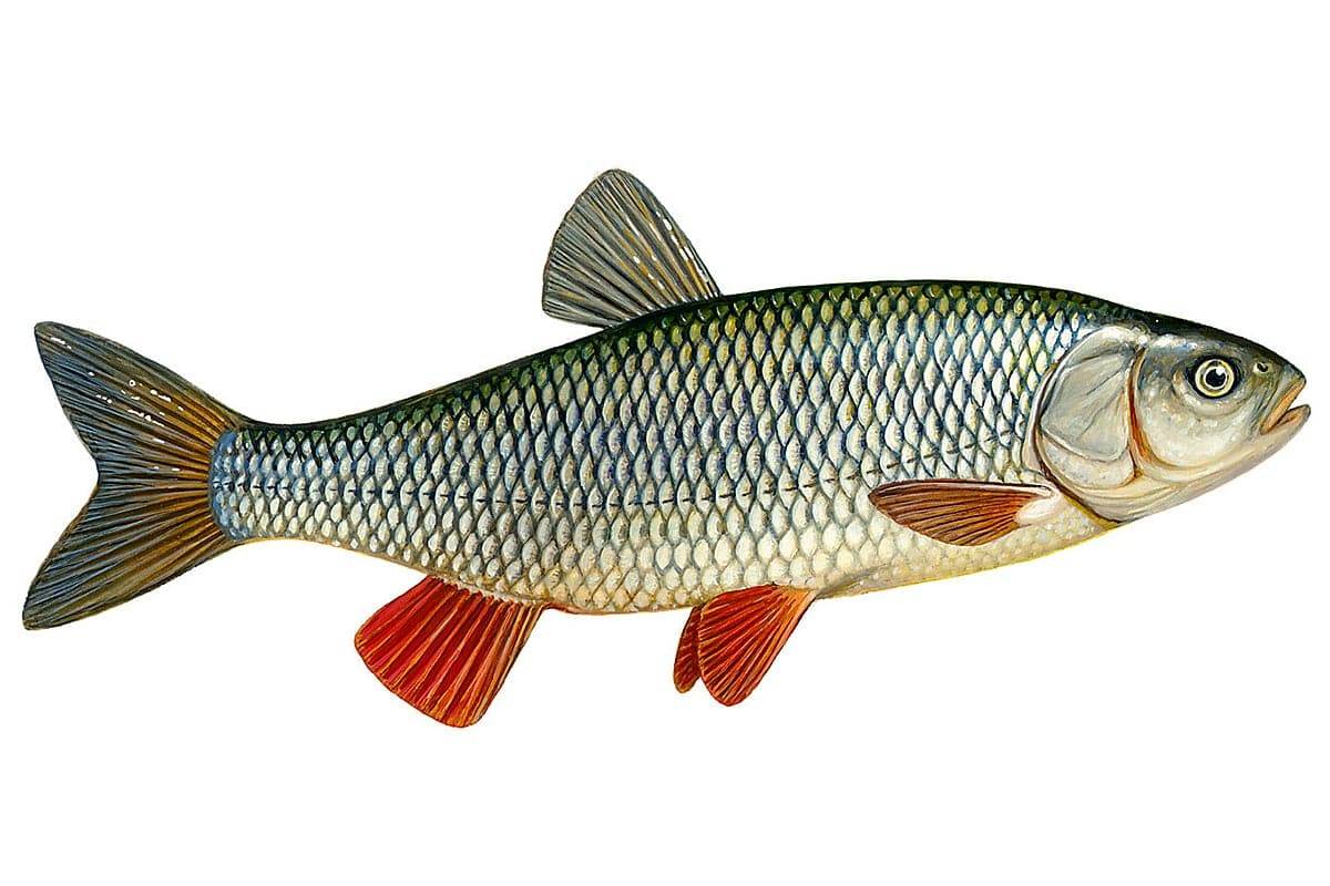 Речная рыба голавль