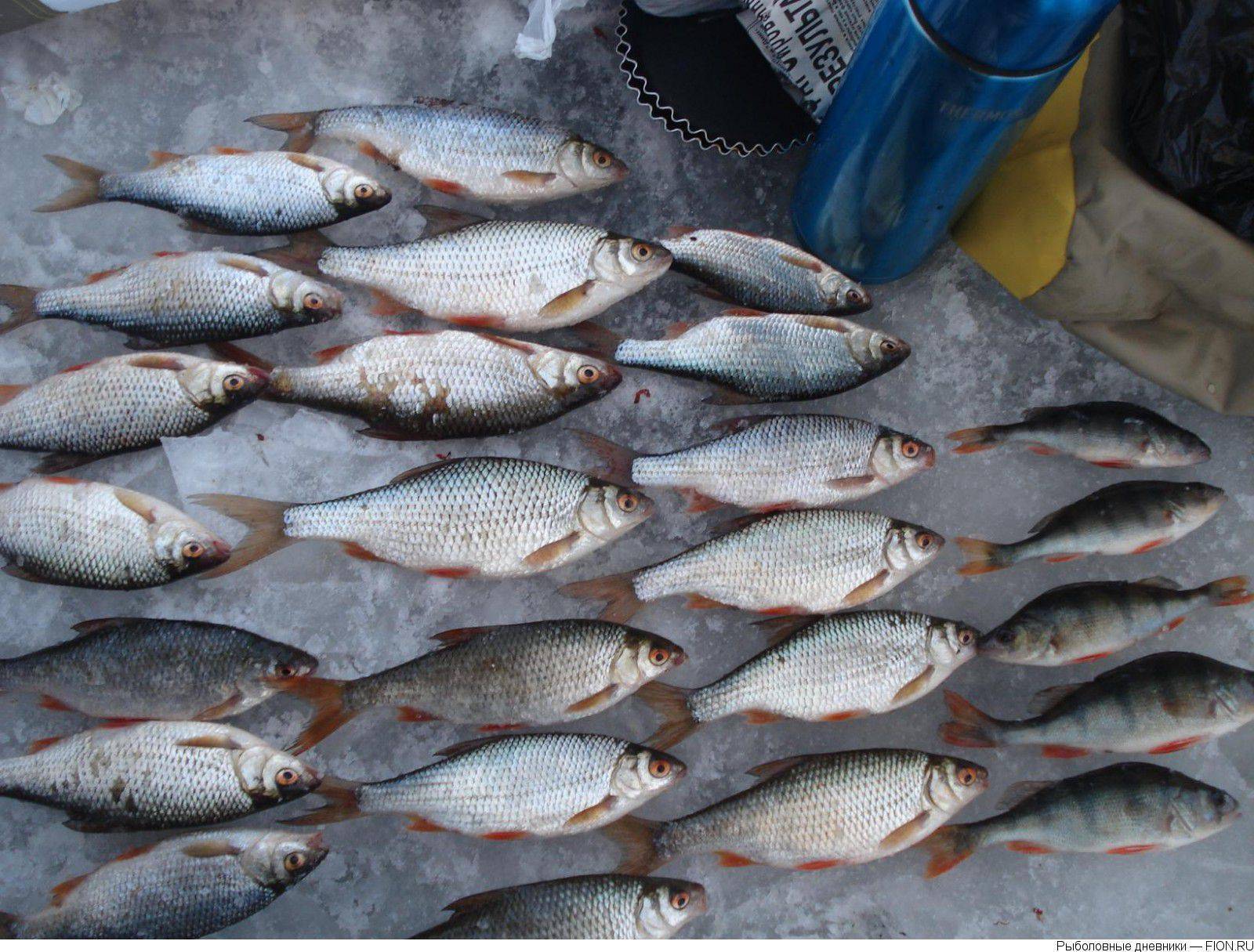 Рыбалка на яузском водохранилище: особенности рыбалки, отзывы