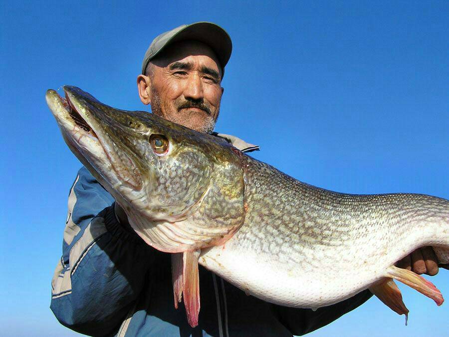 Firstfisher.ru – интернет-журнал о рыбалке и рыболовах. рыбалка на телецком озере