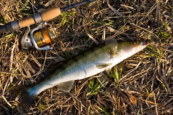 Рыбалка весной в украине: март, апрель, май. когда ходить на рыбалку весной? ловля щуки, карася, карпа, плотвы, окуня в 2021 году — відкритий