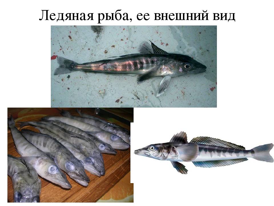 Ледяная рыба: рецепты приготовления. как вкусно приготовить ледяную рыбу :: syl.ru