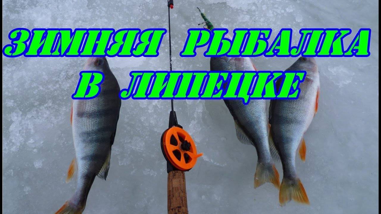 Рыбалка в липецкой области: описание, прогнозы, карты