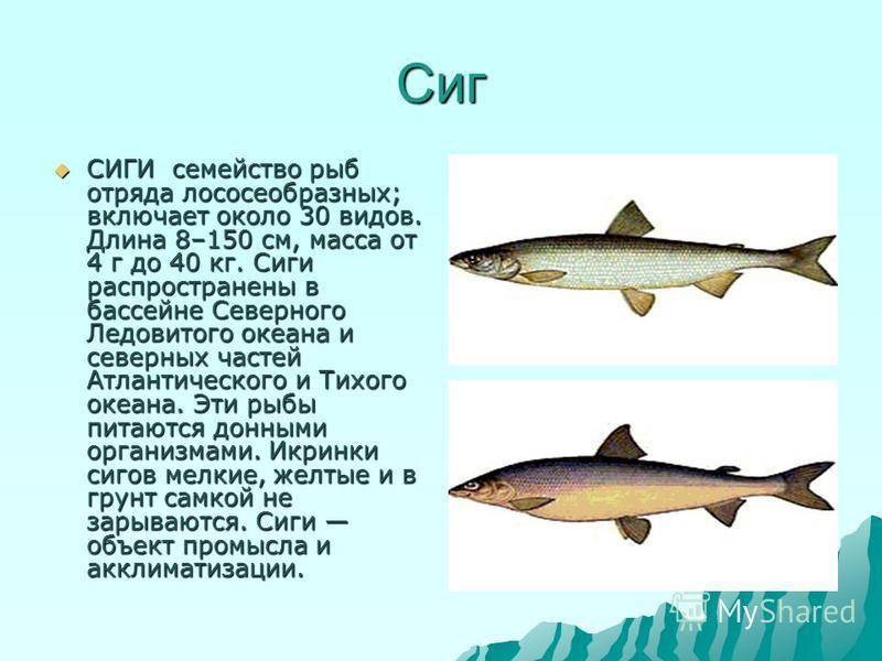 Рыба семейства сиговых — информация о видах рыб
