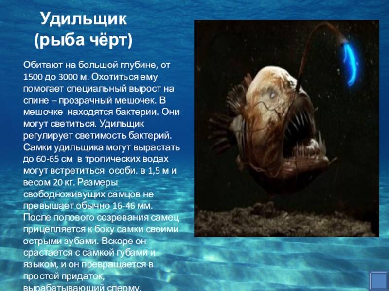Глубоководный удильщик или морской чёрт — интересные факты