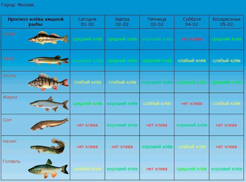 Рыбалка в рубцовске и его окрестностях: места для рыбалки, прогноз клева