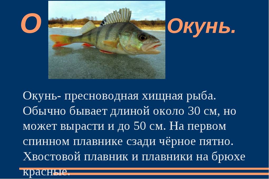 Рыба речной окунь