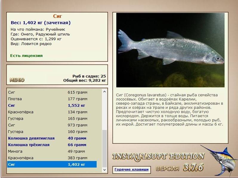 Рыба елец: фото и описание, где обитает, чем питается, ловля, на что клюет, как сделать удочку и на что ловить, где водится в водоеме, как выглядит
