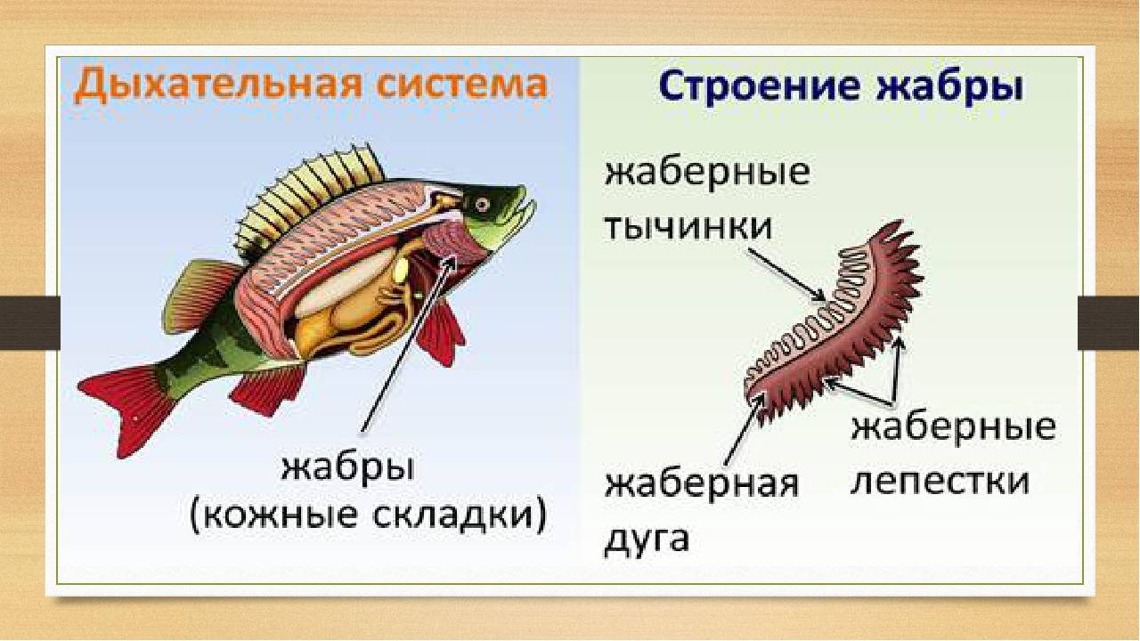 Жабры рыбы - fish gill - abcdef.wiki