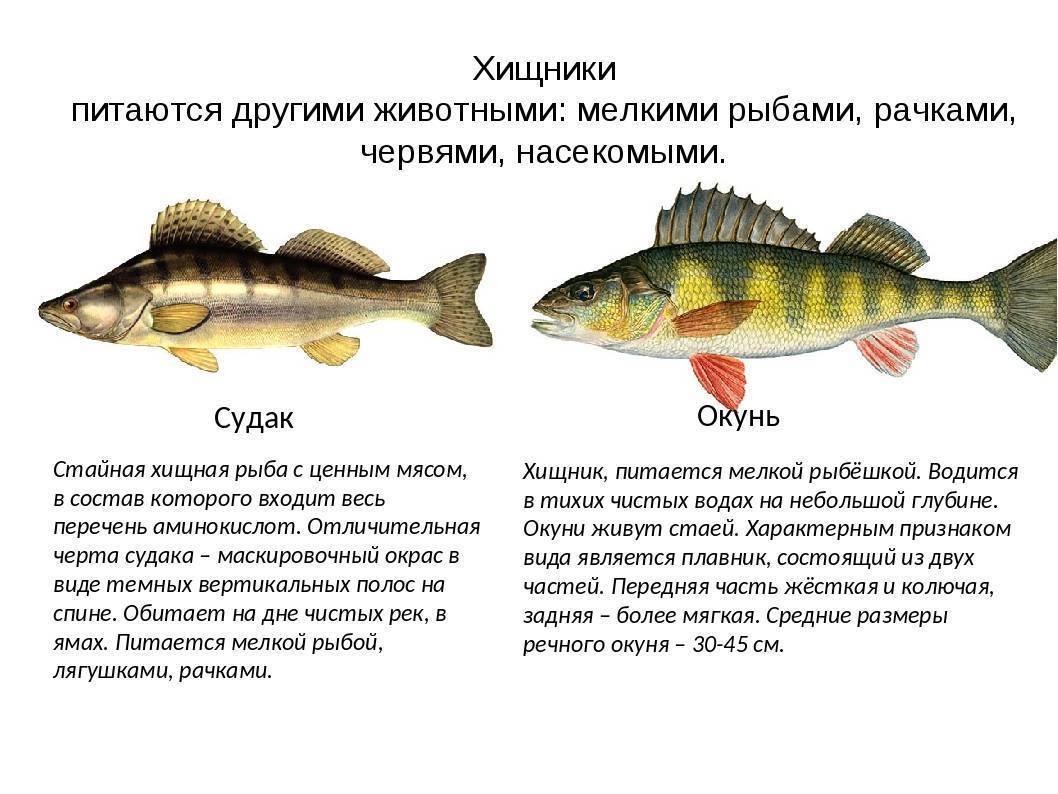 Список речных и озерных рыб