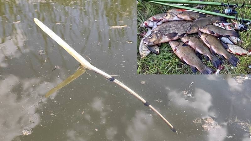 Ловля линя летом: особенности рыбалки, на что клюёт