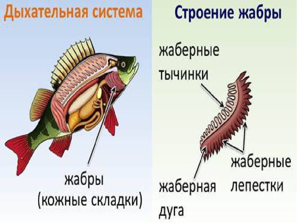 Жабры рыбы