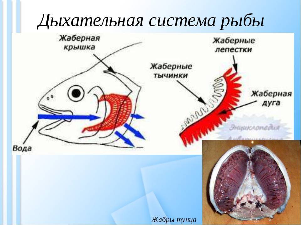 Органы дыхания рыб. строение, форма