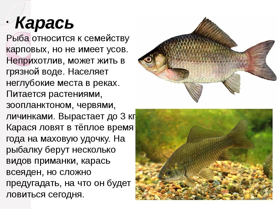 Рыба карп, фото и виды (обыкновенный, зеркальный, кои, кожистый, золотистый)