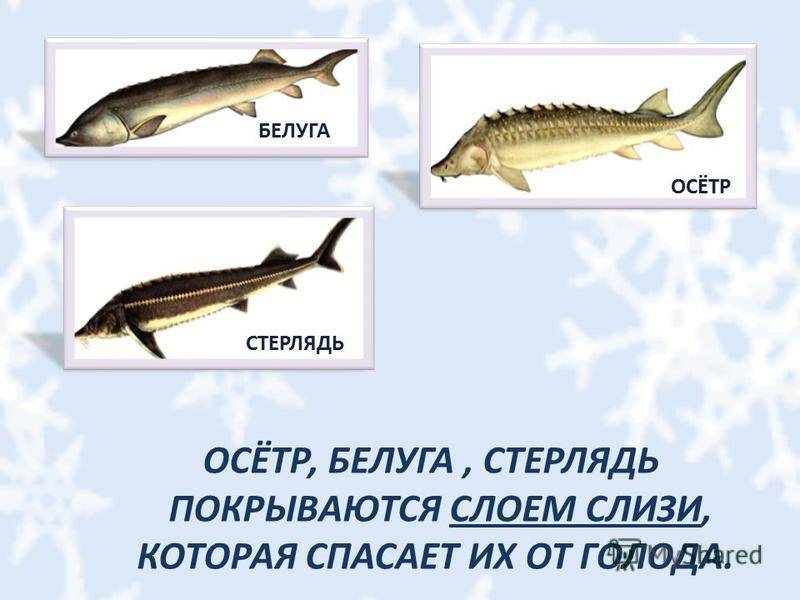 ✅ чем отличается стерлядь от осетра - fish-hunt.net.ru