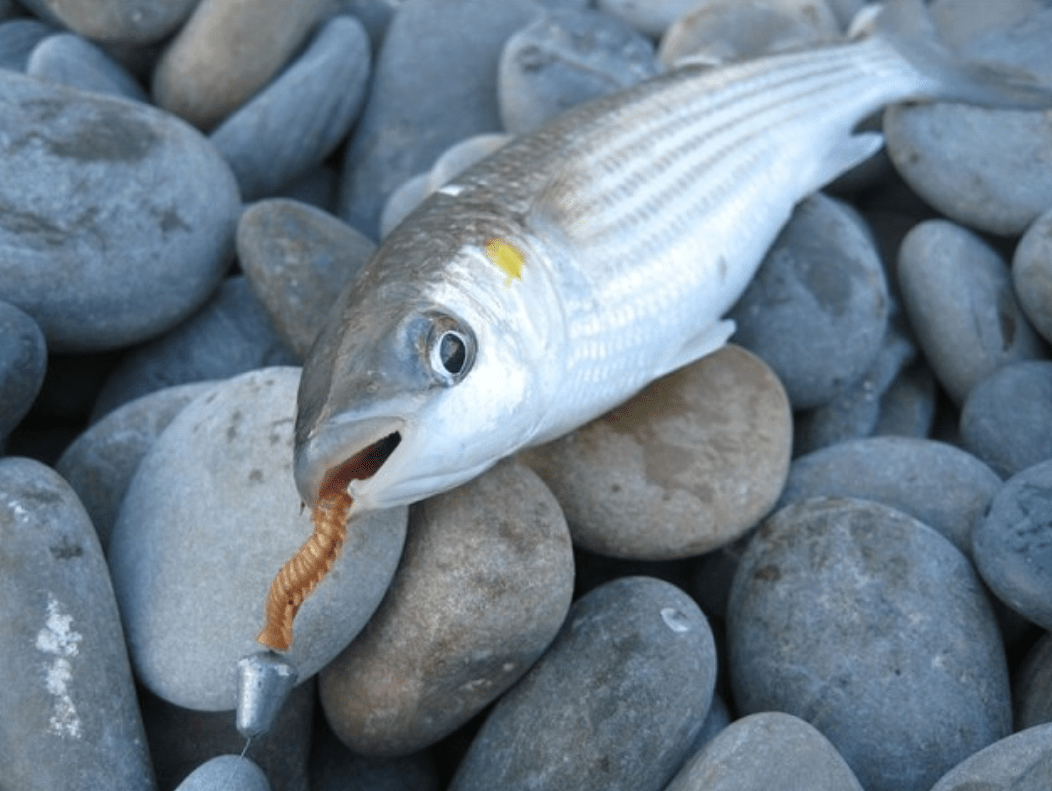 Кефаль – что за рыба, 7 рецептов приготовления